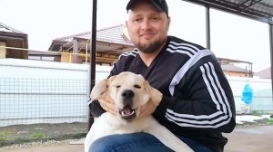 КАКАЯ ПОРОДА Самая Добрая, Нежная и Милая - Это Собака Лабрадор!