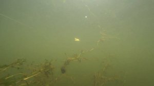 Игра Kosadaka Intra XS 95F. Подводные съемки. Underwater