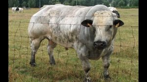 Belgian Blue Cattle - The  Muscle Cattle