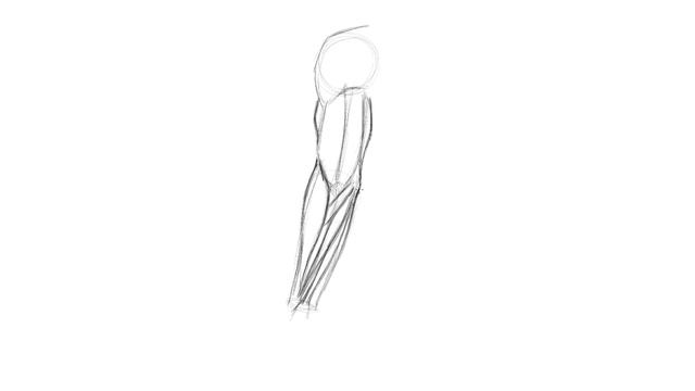 Lesson 01. Drawing the Arm with the Palm Facing Upward