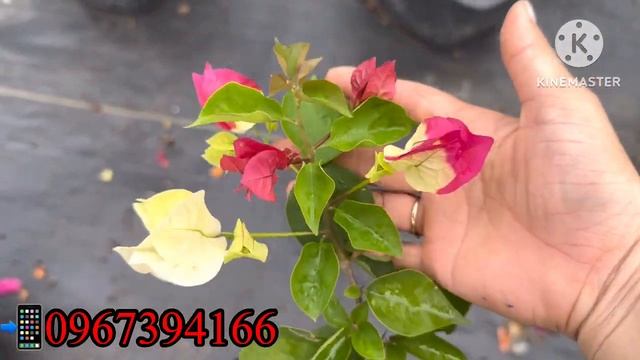 GL lady Syrah pink path st butterfly milo batik CAPO ARINADO hoagiấy bonsai caycanh lamvuon
