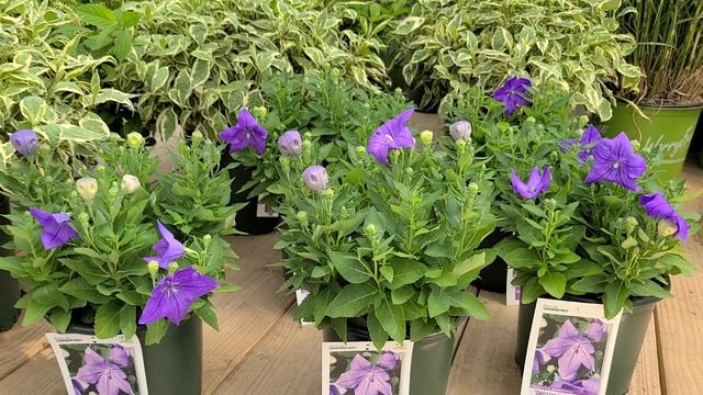 Platycodon Sentimental Blue' (Balloon Flower)?// POPULAR and LONG BLOOMING смотреть онлайн