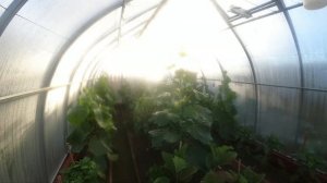 Тайна огурцов. Как ночью и днем  растут растения. Ускоренная съемка.