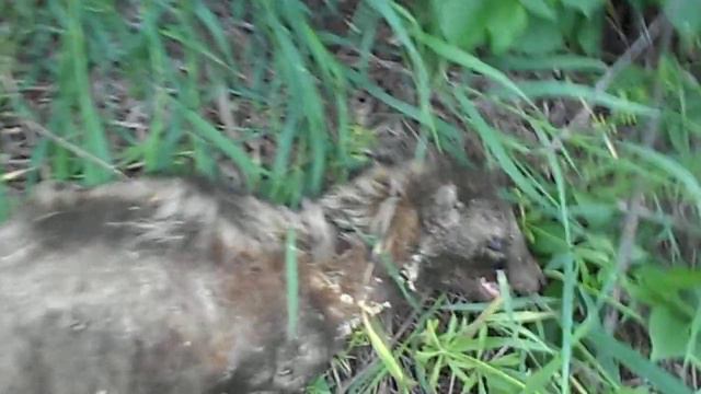 наверное,чупакабра смотреть онлайн