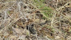 Весна, гадюка выползла погреться на солнце, Spring, viper crawled to bask in the sun