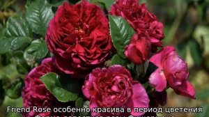 Роза Фишерман френд