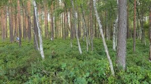 Продажа земельного участка 46 соток на берегу озера Лассылампи! Охрана, газ, эл-во, ИЖС+рекреация.