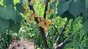 Абрикос Графиня 27.07.2020. 4К