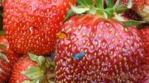 Земляника садовая Богема (fragaria ananassa) ? Богема обзор: как сажать, рассада земляники Богема
