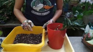 ЗАМИОКУЛЬКАС УХОД И ПЕРЕСАДКА ? Что делать после покупки ? Долларовое дерево