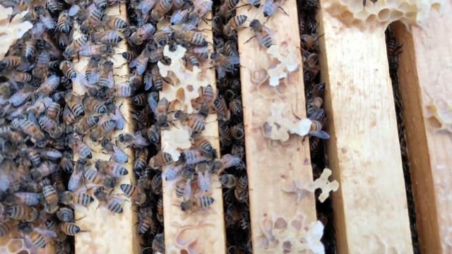 Результаты обработки пасеки от варроатоза щавелевой кислотой и бипином смотреть онлайн