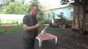 Джек-Рассел-Терьер агрессивен к ребенку