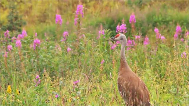 Самая Красивая Музыка обволакивающая душу нежным теплом  Мелодия Солнечное утро