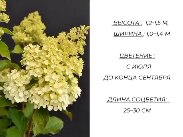 Гортензия 