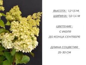 Гортензия "Краса Лесково"