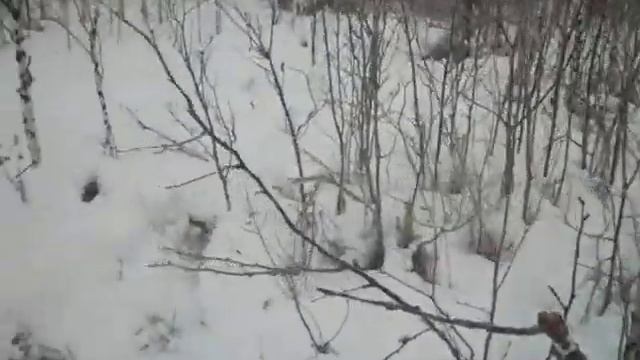 Пробный заезд на охоту смотреть онлайн