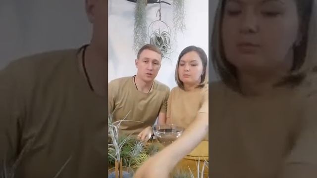 Тилландсия атмосферная. Уход