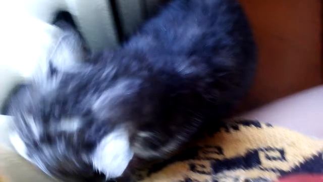 Кошка ОЧЕНЬ громко мурчит))) смотреть онлайн