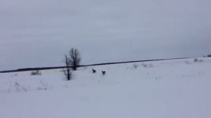 На снегоходе за косулями