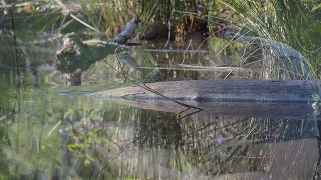 Red Eared Slider (Trachemys scripta elegans) смотреть онлайн