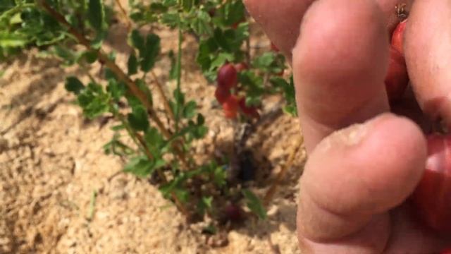 Крыжовник, сорт Машека смотреть онлайн