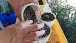 Repotting cactus propagation