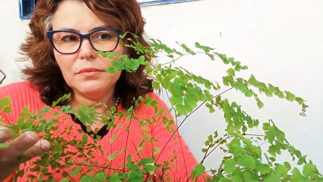 #AVENCA... Descubra mais sobre a Adiantum Capillus-Veneris! смотреть онлайн