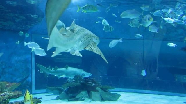 Океанариум.Будапешт.2014 смотреть онлайн