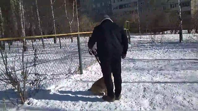 ШЕРХАН АЛАБАЙ 3 МЕС 5 ДНЕЙ .ДРЕССИРОВЩИК-ЗАХАР смотреть онлайн