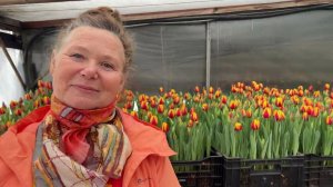 Тюльпаны расцвели раньше срока.  Что делать?