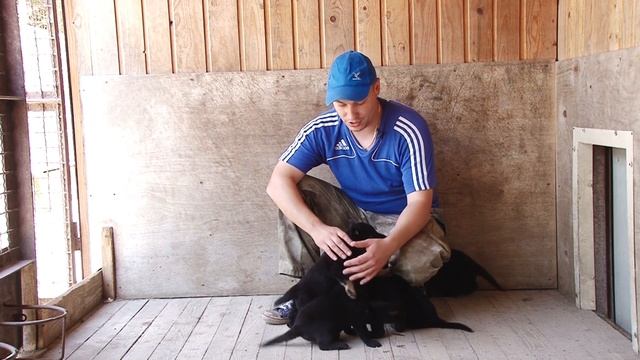 ЩЕНКИ немецкой ОВЧАРКИ - чёрные и чёрно-подпалые смотреть онлайн