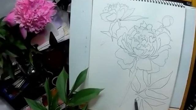 Пионы 2020 06 01 смотреть онлайн