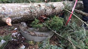 ? САД: УРАГАН 2017! O УЖАС! ВАЛИТ ДЕРЕВЬЯ! Реальная съемка