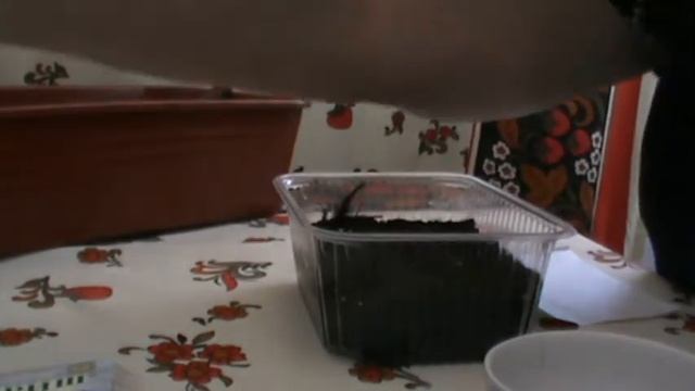 сеем Бровалию 09.02.2019 смотреть онлайн