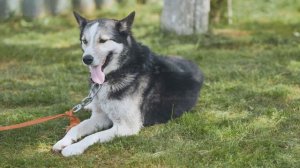 Husky dog lying on the green grass.