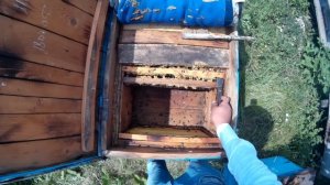 как достать рамку из улья, свежий мед :)