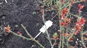 Посадка роз. Мои уникальные методы. Часть 2.