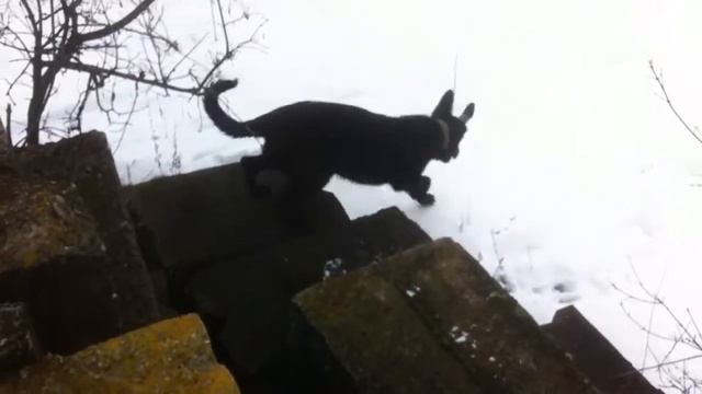 Черные немецкие овчарки І Black German Shepherd смотреть онлайн