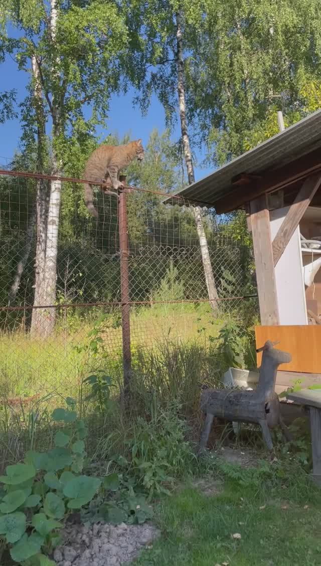 Дикая кошка после охоты, возвращается с добычей? Продолжение на канале!