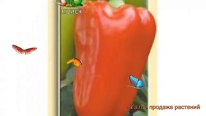 Перец сладкий Богатырь (bogatyr bogatyr) ? перец Богатырь обзор: как сажать семена перца Богатырь