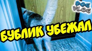 DOGVLOG: ХАСКИ БУБЛИК УБЕЖАЛ....