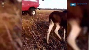 Во время работ на полях рабочие заметили лосиху в Воронежской области
