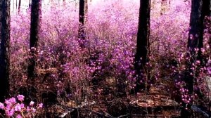 Забайкальский Багульник.