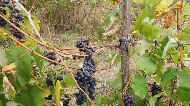 Виноград Аэлита! / Сравнение винограда АЭЛИТА и МАНСИК! смотреть онлайн