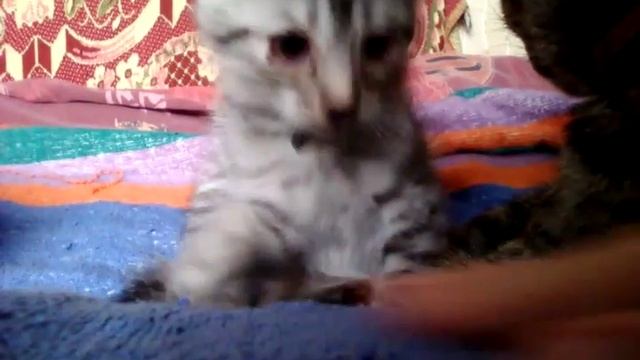 Мои котята болят глазки и мы их лечим смотреть онлайн