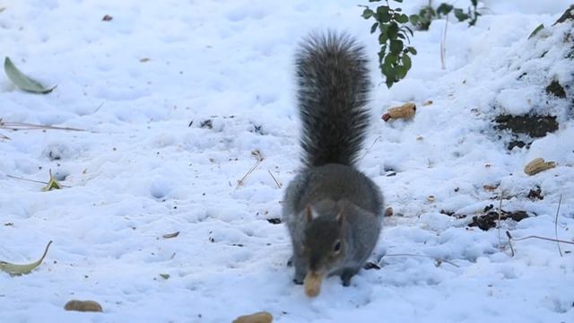 Животные зимой смотреть онлайн