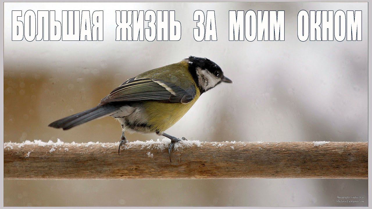 Большая жизнь за моим маленьким окном...