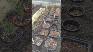 Можжевельники и туи, подготовка саженцев к зиме, этап I???