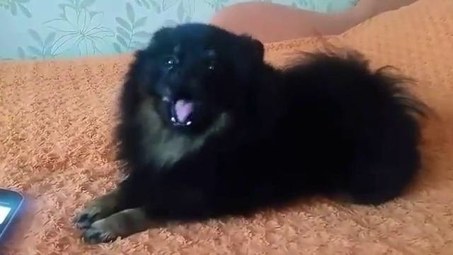 Поющий шпиц Ральф Померанский