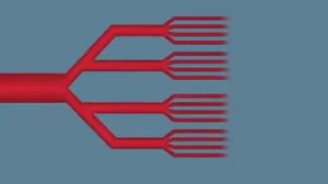 Кровеносные сосуды (Анатомия)